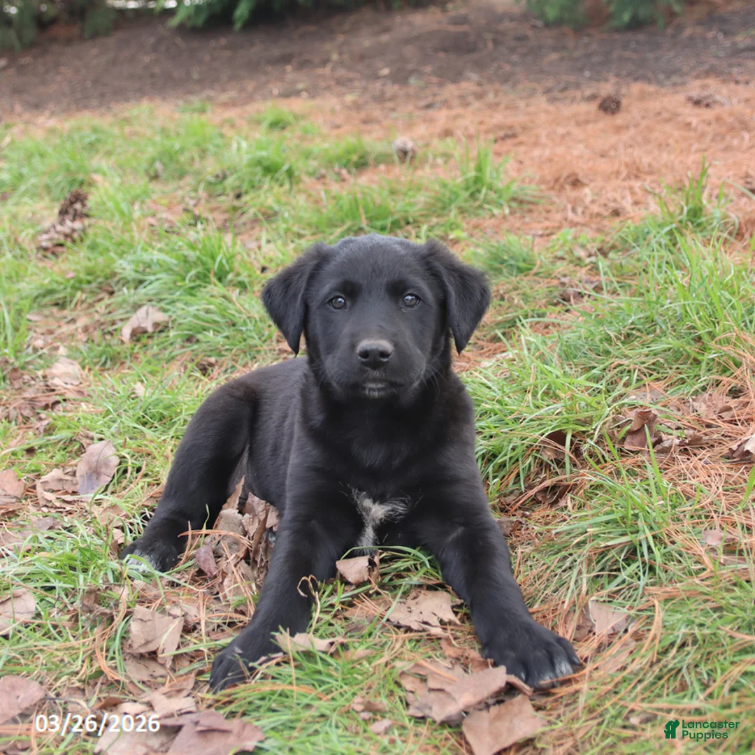 Mixed Breed dogs for sale: Milo - Ad 2