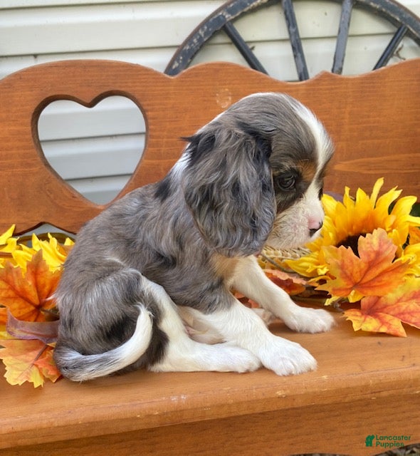 Cavalier King Charles Spaniel dogs Hudson- Blue merle tri - Ad 2