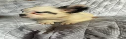 French Bulldog dogs for sale: French Bulldog Puppy 1 (fluffy) - Ad 8