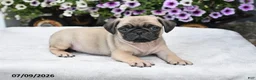Pug dogs for sale: Ranger - Ad 2
