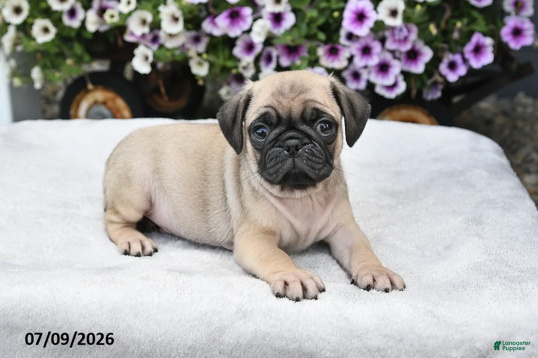Pug dogs for sale: Ranger - Ad 2