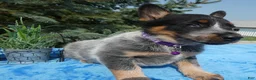 Australian Cattle Dog dogs for sale: Australian Cattle Dog 4 Serena - Ad 2