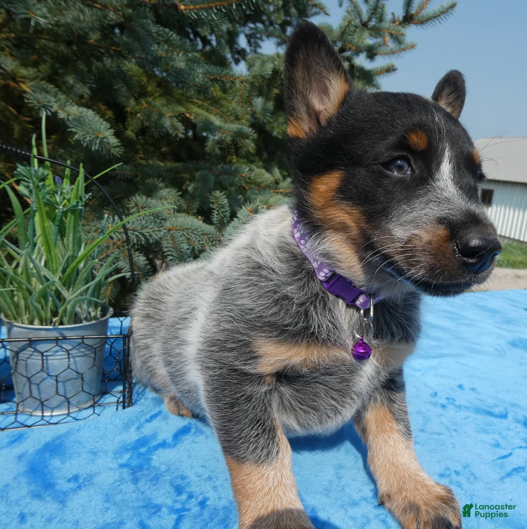 Australian Cattle Dog dogs for sale: Australian Cattle Dog 4 Serena - Ad 2