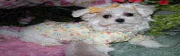 Maltese dogs for sale: Fannie - Ad 6