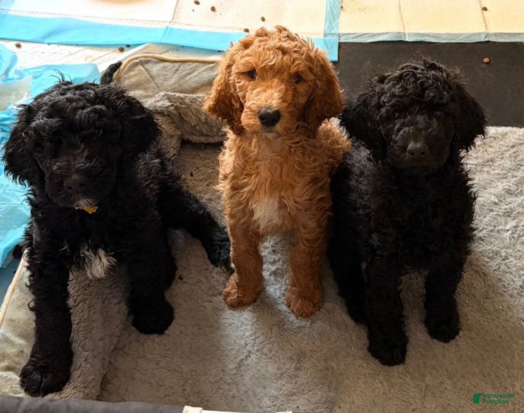Goldendoodle dogs for sale: Goldendoodle Puppy 1 - Ad 5