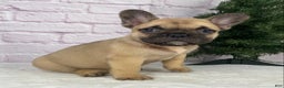 French Bulldog dogs for sale: Kyle - Ad 1