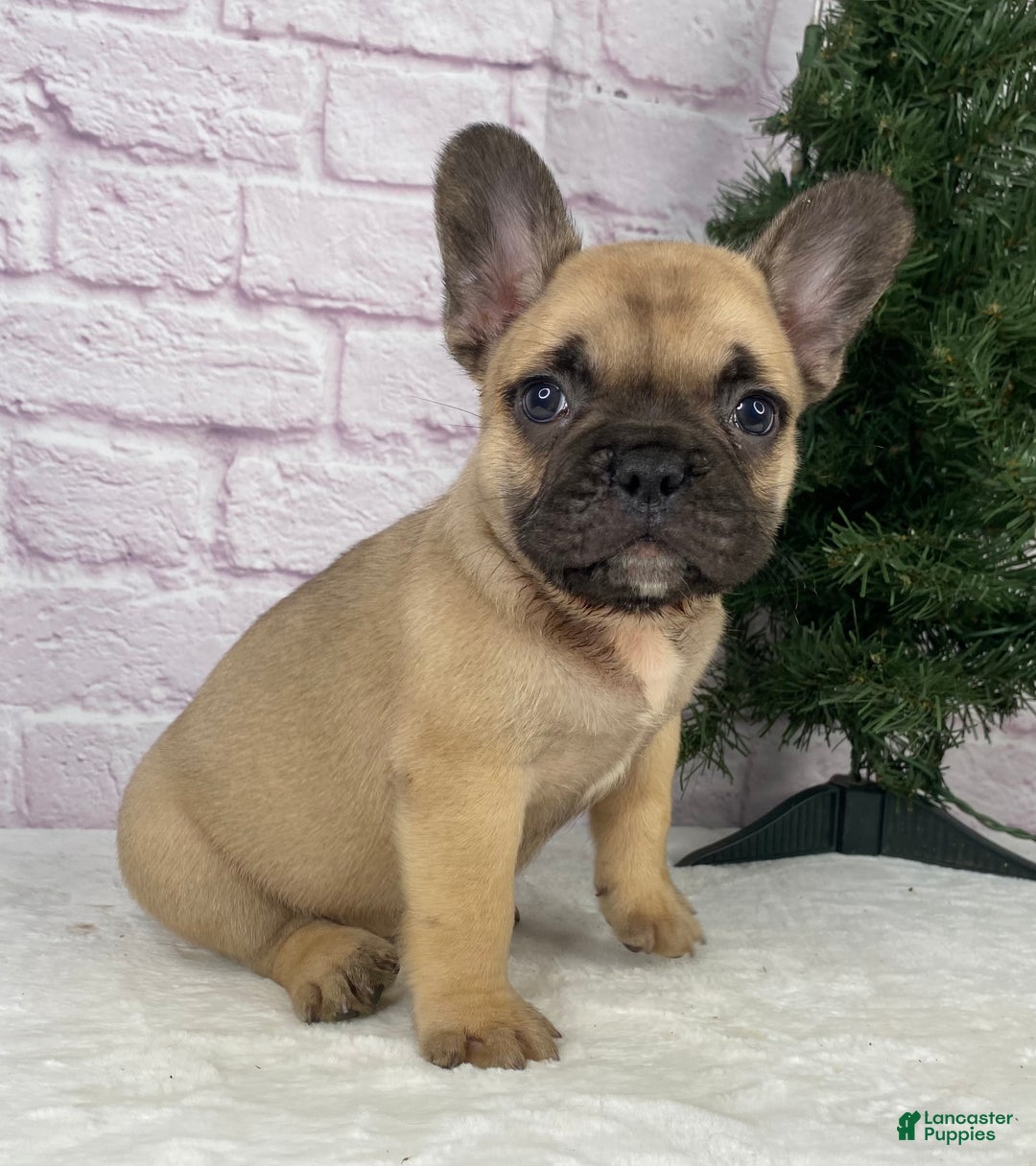 French Bulldog dogs for sale: Kyle - Ad 1