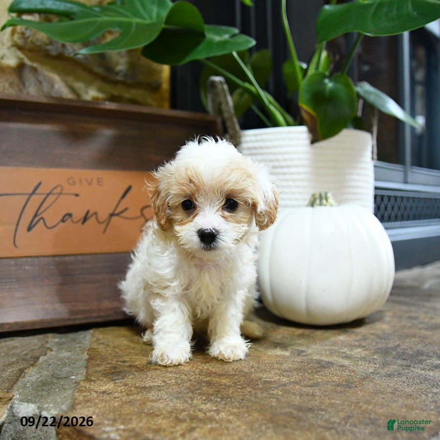 Maltipoo dogs Xerxes - Ad 1
