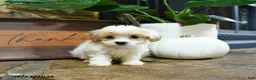 Maltipoo dogs for sale: Xerxes - Ad 1