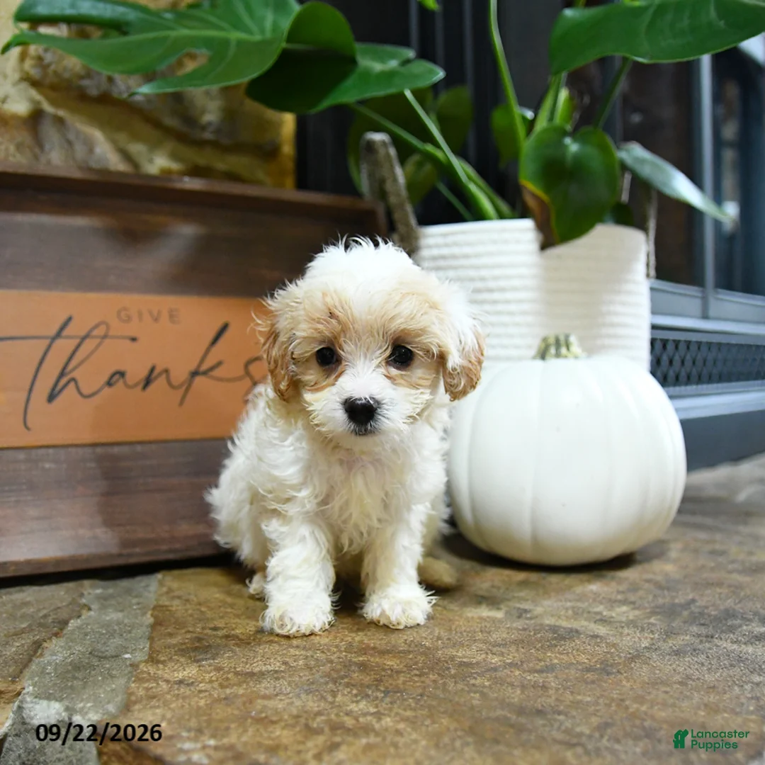 Maltipoo dogs for sale: Xerxes - Ad 1