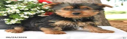 Yorkshire Terrier dogs for sale: Milo - Ad 3