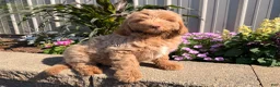 Goldendoodle dogs for sale: Mike - Ad 4