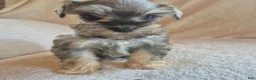 Miniature Schnauzer dogs for sale: Charlie - Ad 9