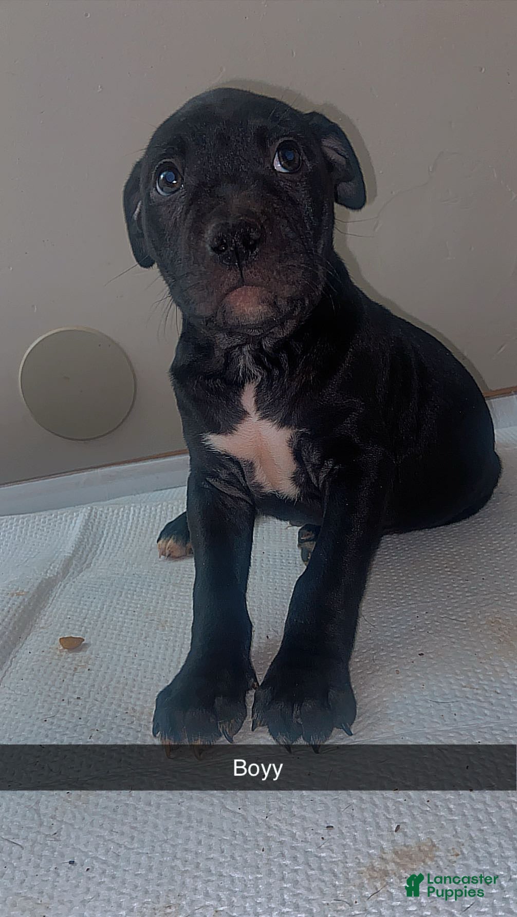 Mixed Breed dogs Mixed Breed Puppy 3 - Ad 6