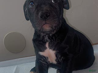 Mixed Breed dogs Mixed Breed Puppy 3 - Ad 6