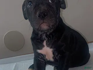 Mixed Breed dogs Mixed Breed Puppy 3 - Ad 8