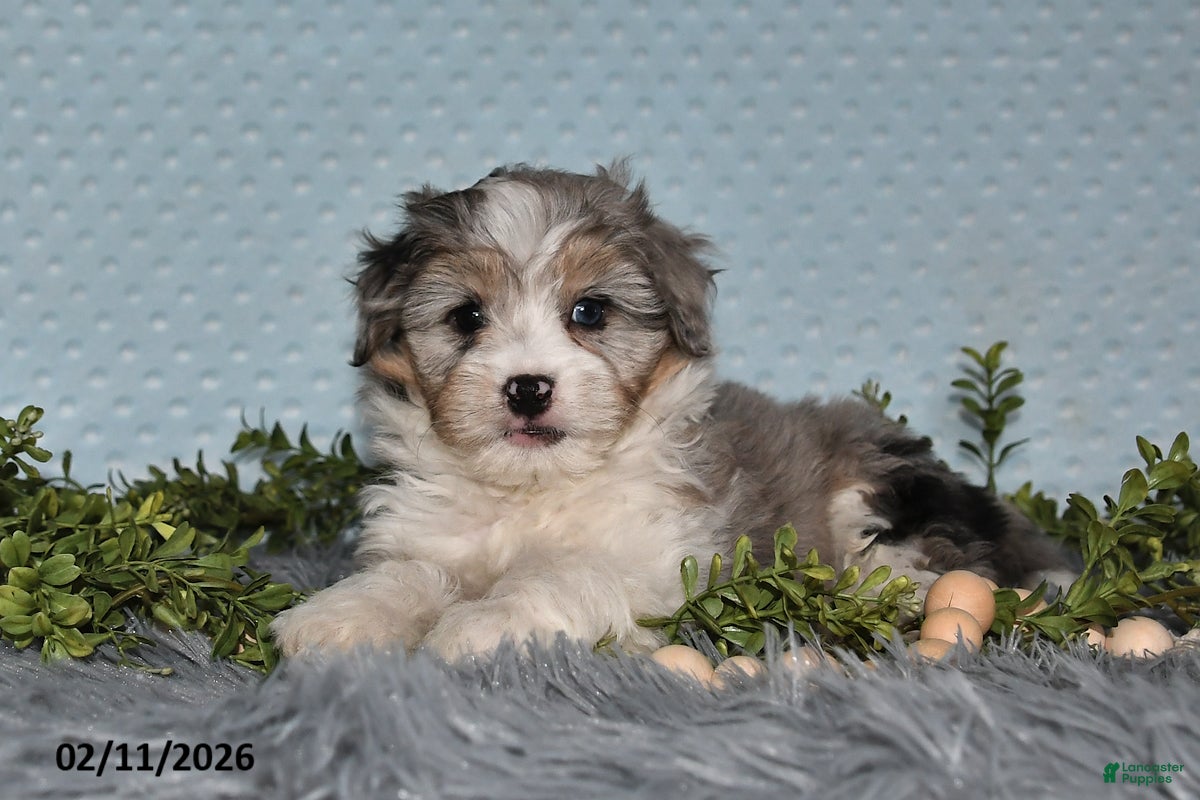 Havapoo dogs Elliott - Ad 2