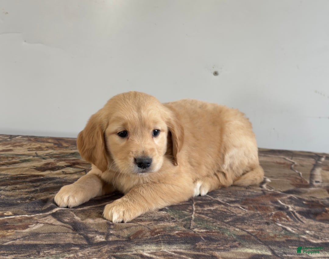 Golden Retriever dogs for sale: Tucker - Ad 3