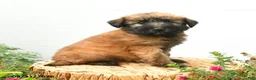 Soft Coated Wheaten Terrier dogs for sale: Chase - Ad 4