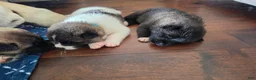 Akita dogs for sale: Gouda - Ad 6
