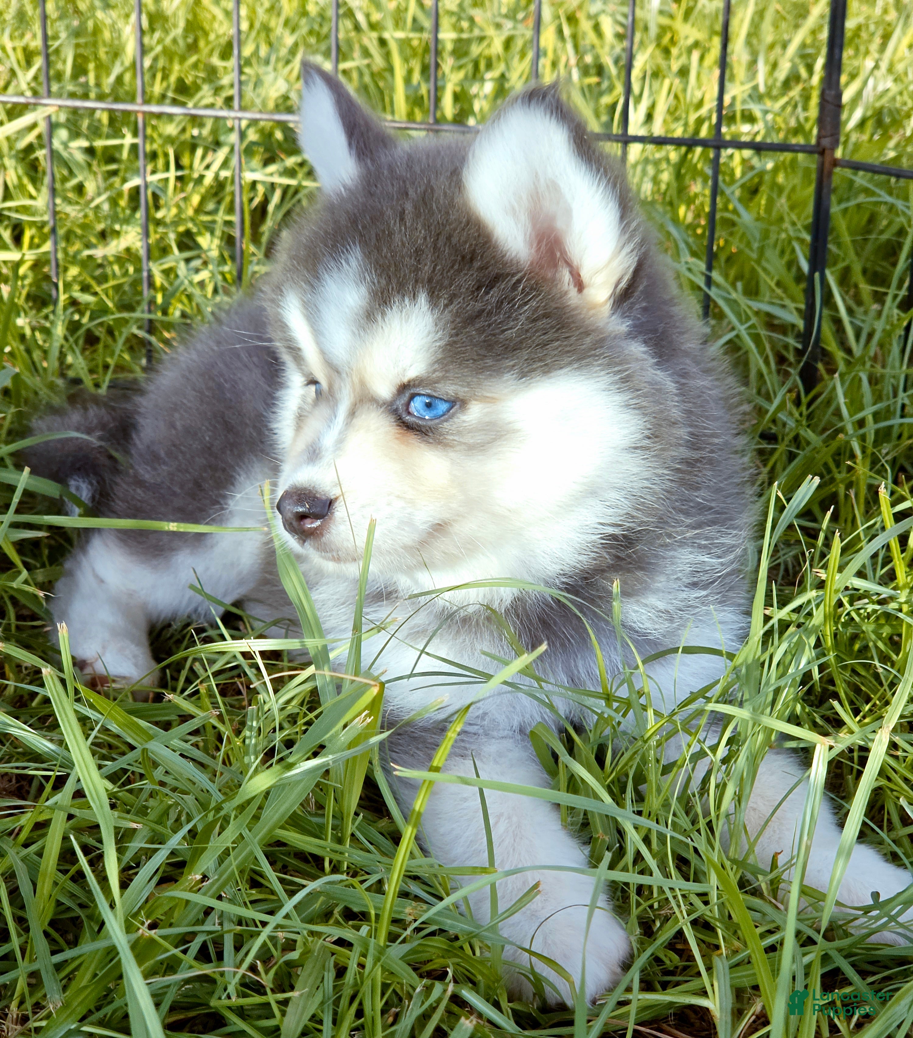Pomsky dogs Luna Blue - Ad 7