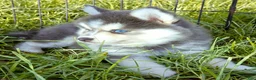 Pomsky dogs for sale: Luna Blue - Ad 1