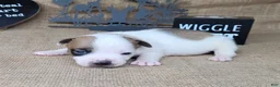 Jack Russell Terrier dogs for sale: Jax purebred JRT - Ad 5