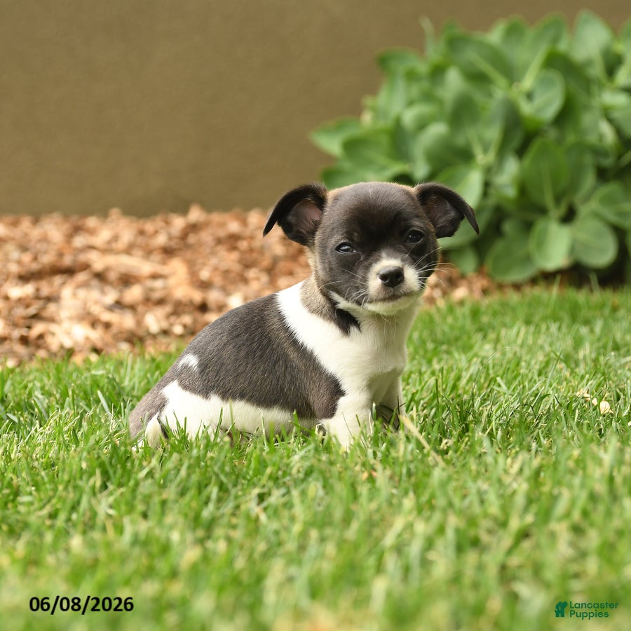 Chihuahua dogs Judge - Ad 2