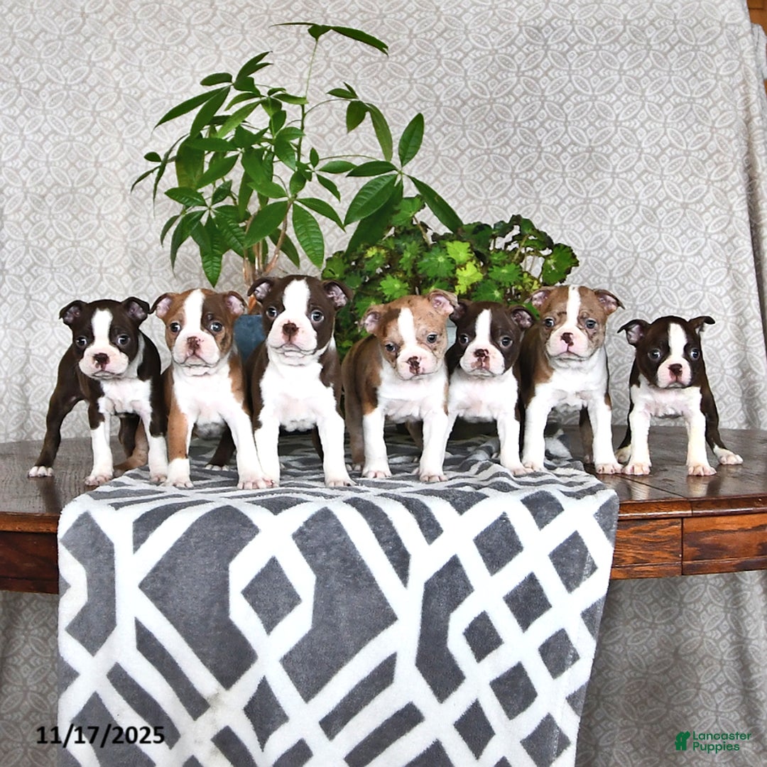 Boston Terrier dogs for sale: Ryanne - Ad 2