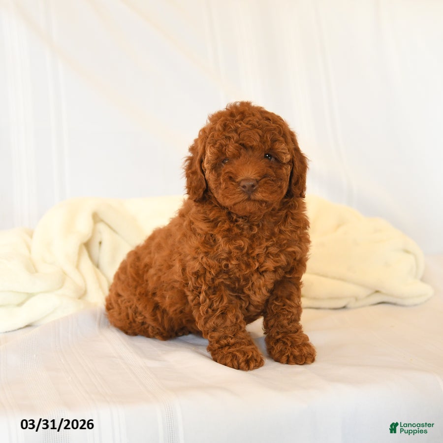 Miniature Poodle dogs Flower - Ad 2
