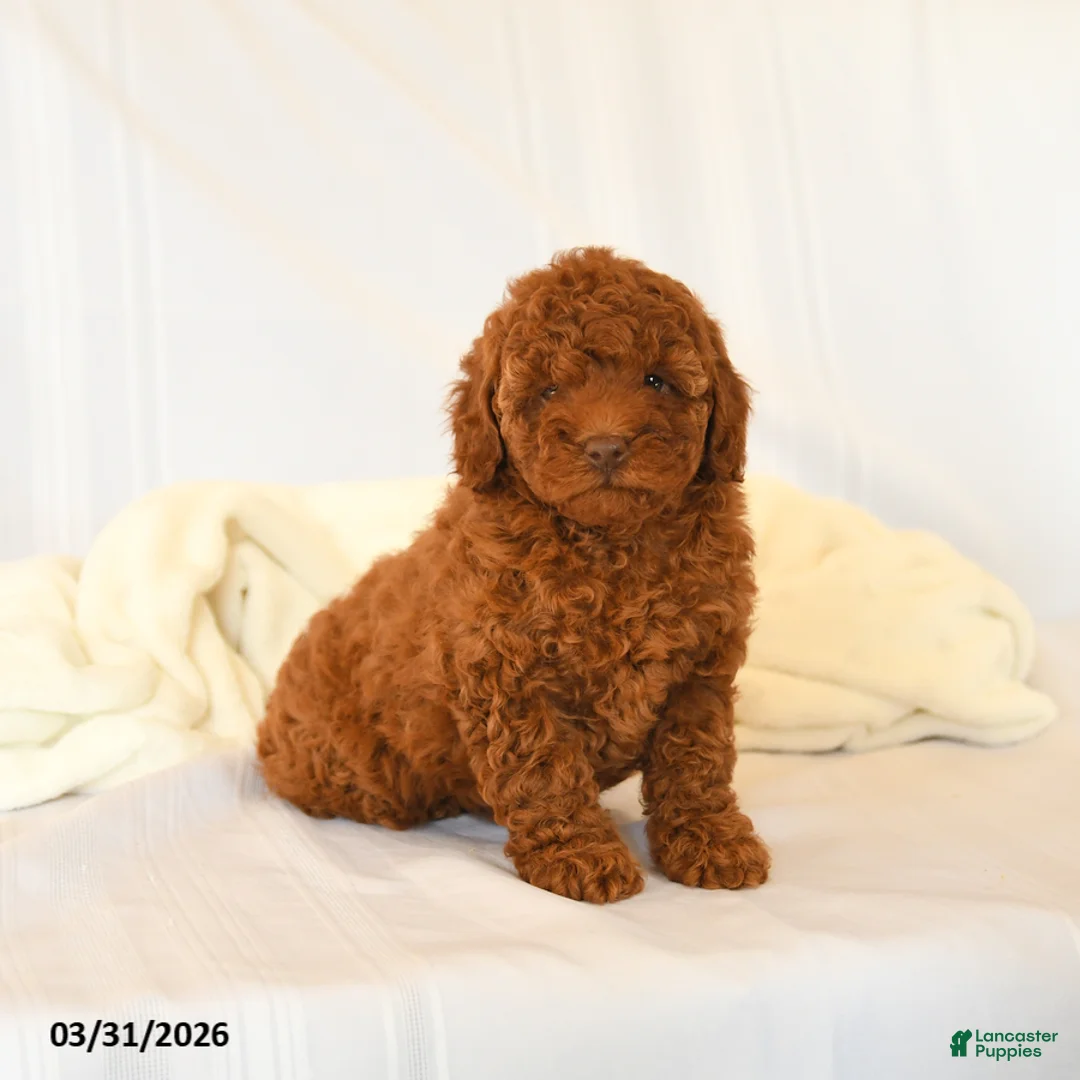 Miniature Poodle dogs for sale: Flower - Ad 2