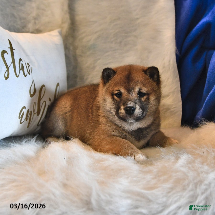 Shiba Inu dogs Ruby Jean - Ad 2