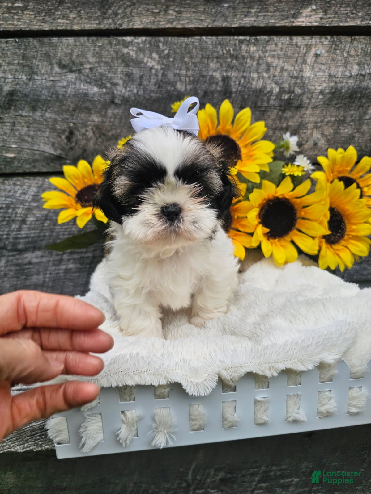Shih Tzu dogs Chelsea - Ad 1