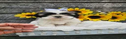 Shih Tzu dogs for sale: Chelsea - Ad 1
