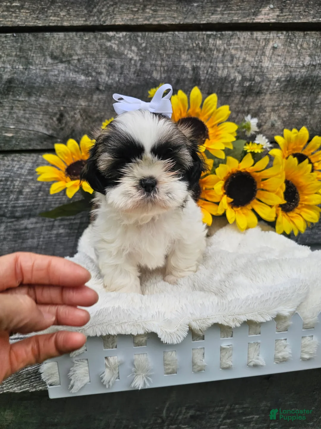 Shih Tzu dogs for sale: Chelsea - Ad 1