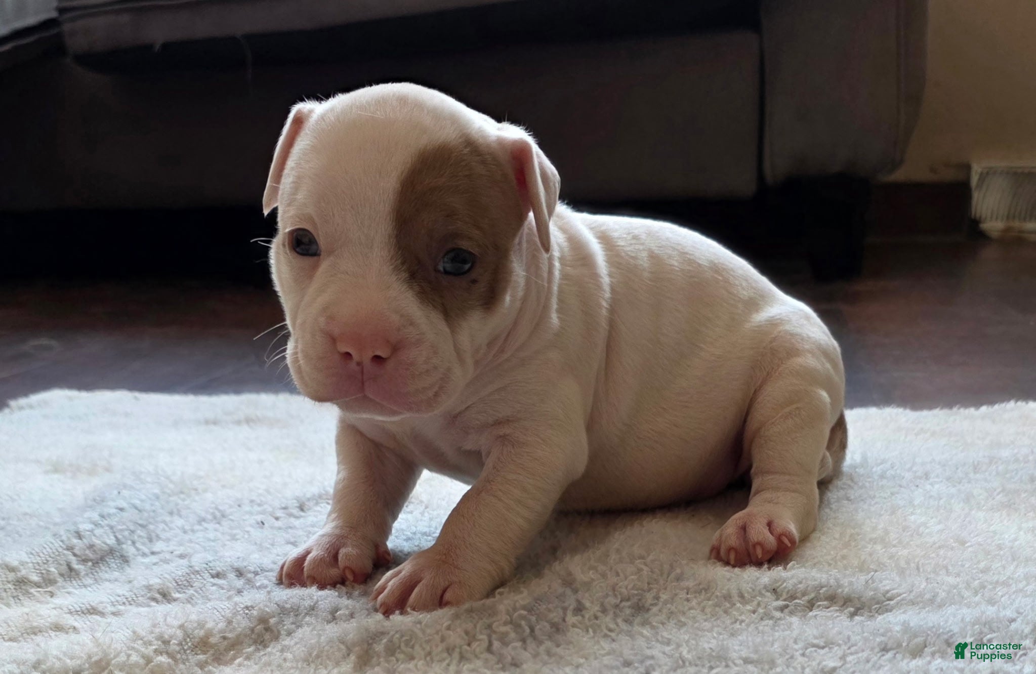 American Bully dogs Lilac Merle - Ad 39