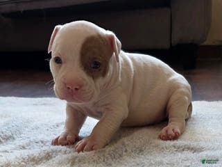 American Bully dogs Lilac Merle - Ad 39
