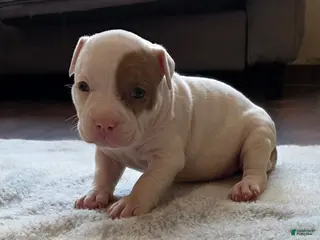 American Bully dogs Lilac Merle - Ad 35