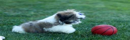 Shih Tzu dogs for sale: MILO - Ad 13
