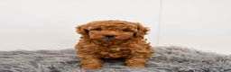Toy Poodle dogs for sale: Cannoli - Ad 5
