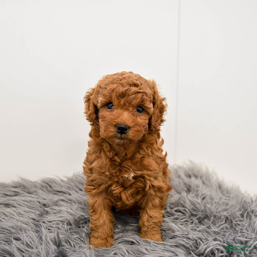 Toy Poodle dogs for sale: Cannoli - Ad 5