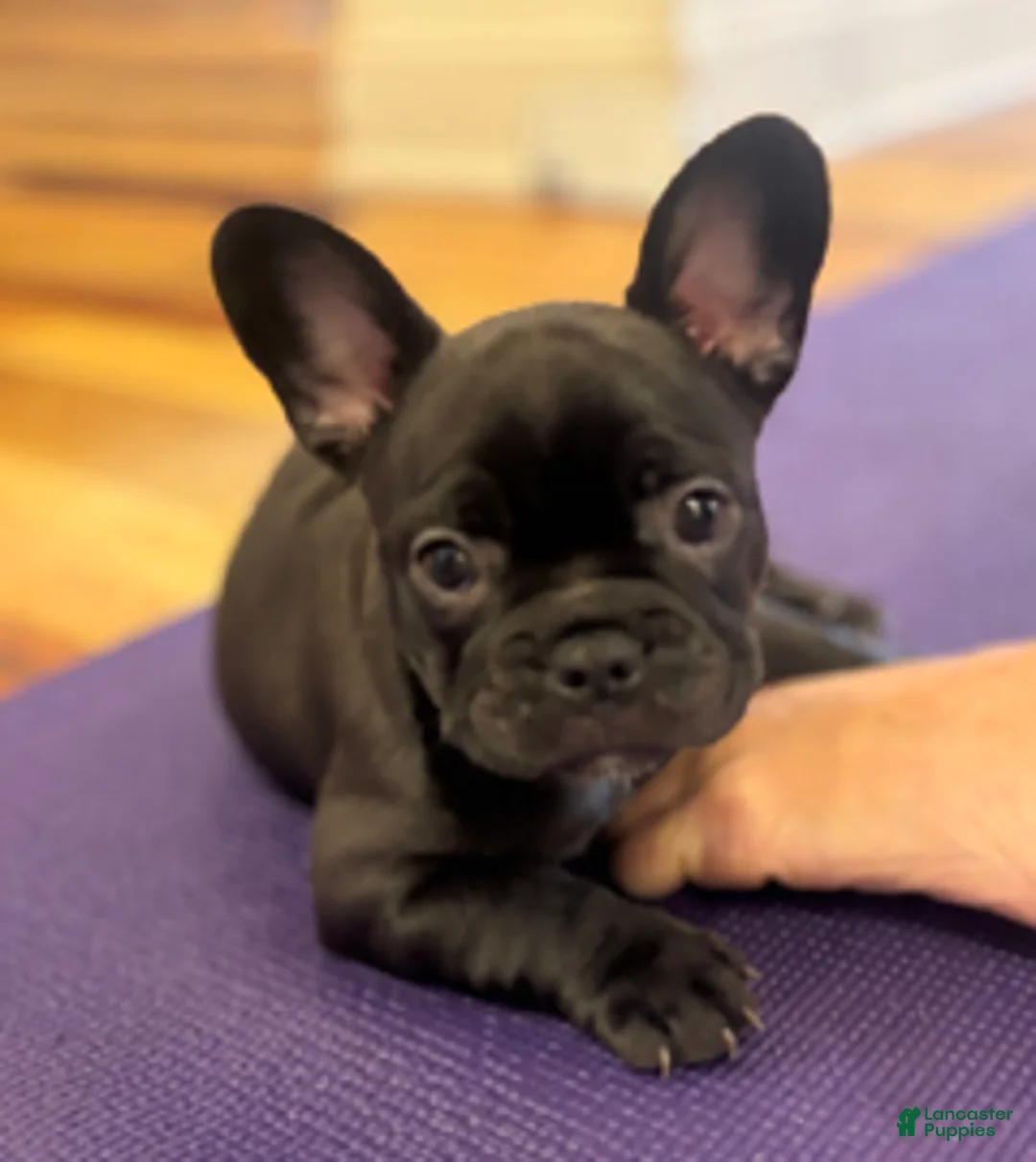 French Bulldog dogs for sale: Lavender Aka Mookie - Ad 2