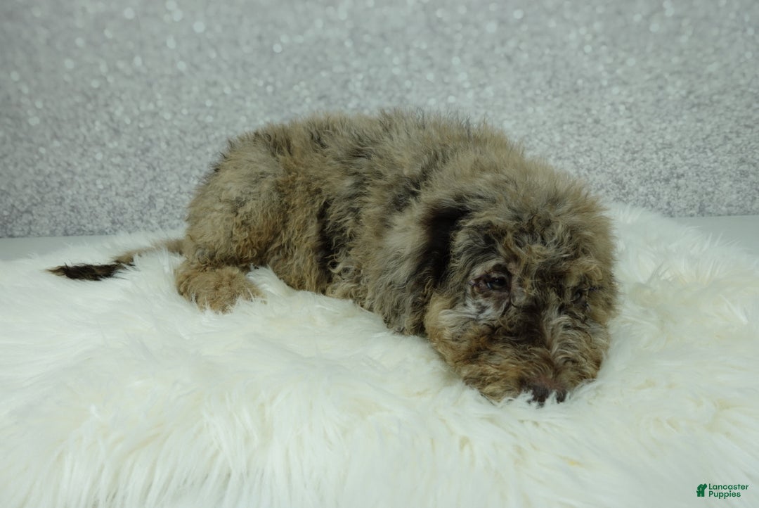 Newfypoo dogs for sale: Tucker - Ad 5