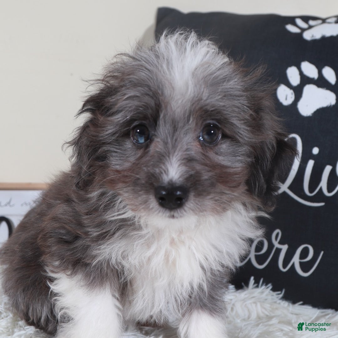 Mini Aussiedoodle dogs for sale: Mini Aussiedoodle Bullseye - Ad 4