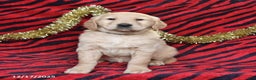 Golden Retriever dogs for sale: Rascal - Ad 4