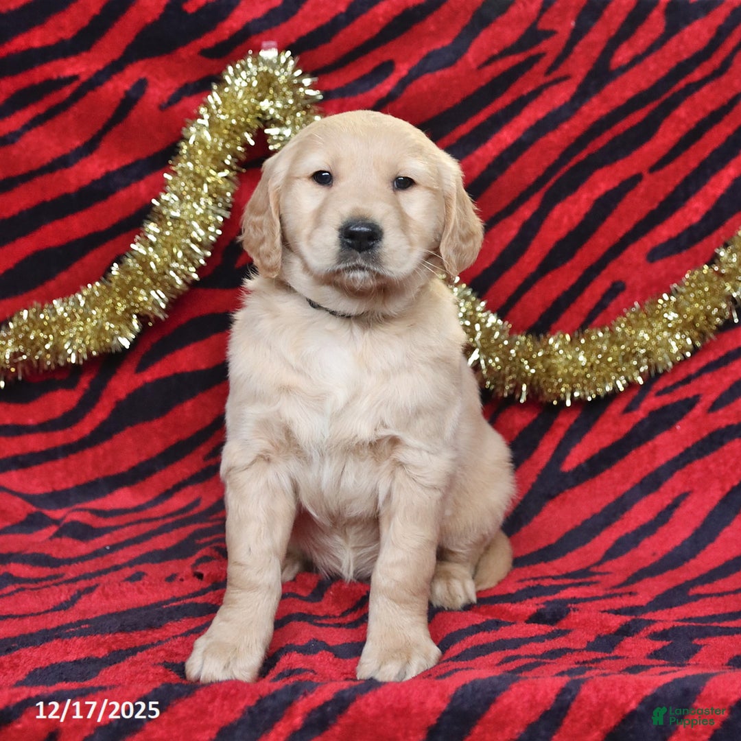 Golden Retriever dogs for sale: Rascal - Ad 4