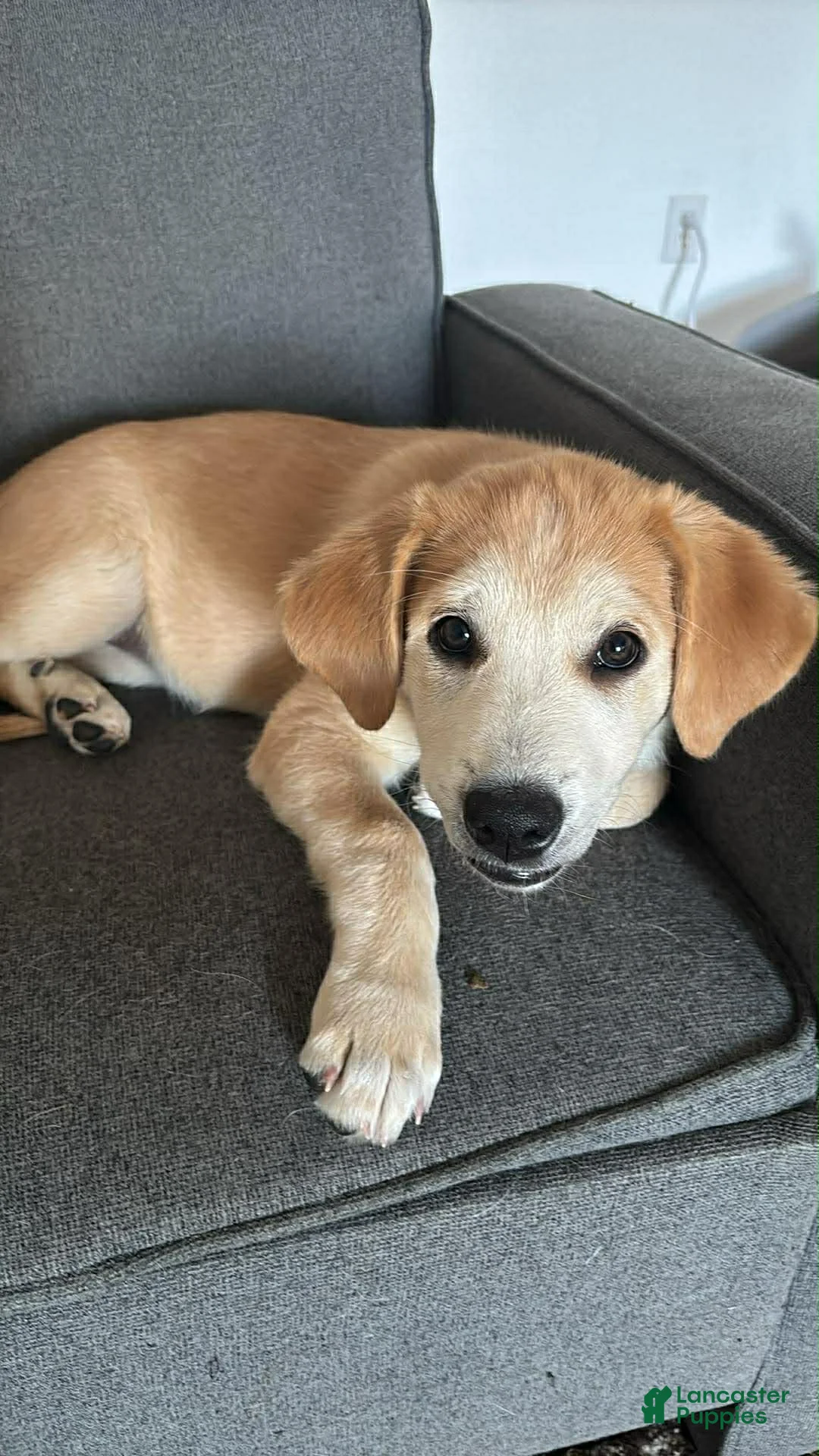 Mixed Breed dogs for sale: Guera  - Ad 1