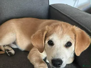 Mixed Breed dogs Guera - Ad 26