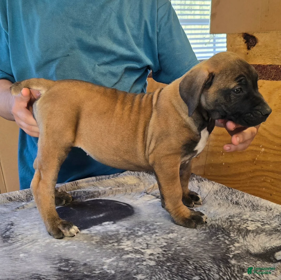 Mixed Breed dogs for sale: Hawks Mayhem  - Ad 2