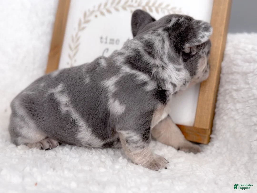 French Bulldog dogs for sale: Chip - Ad 4